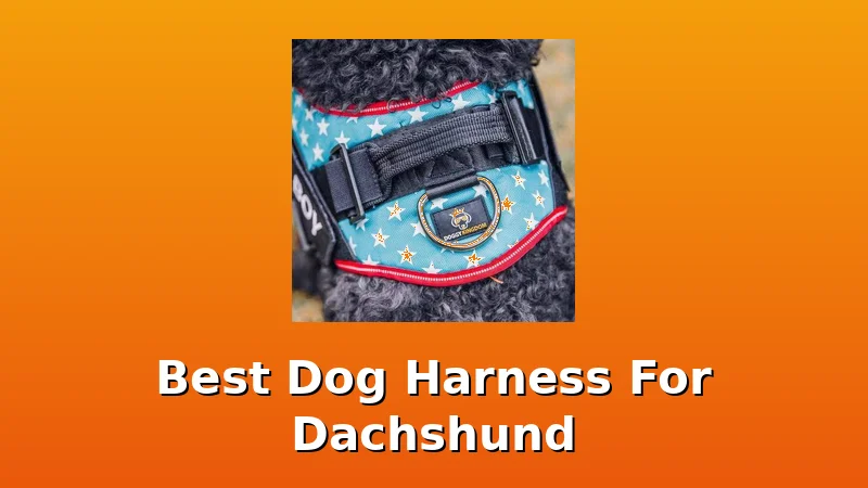 Best Dog Harness For Dachshund