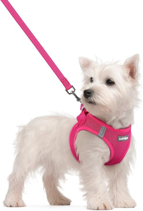 rabbitgoo Small Dog Harness and Leash Set (B0DX67VRDW)
