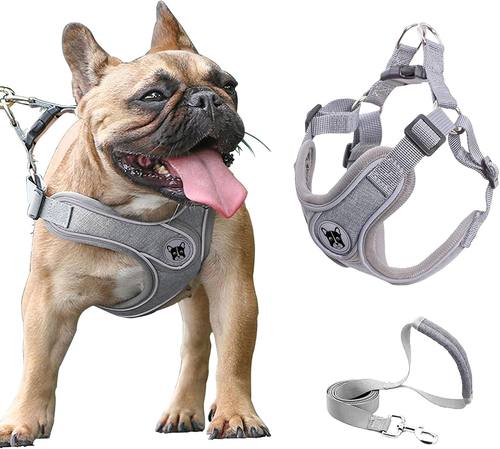 Frenchie Harness and Leash Set (B0DXFRW4Q6)